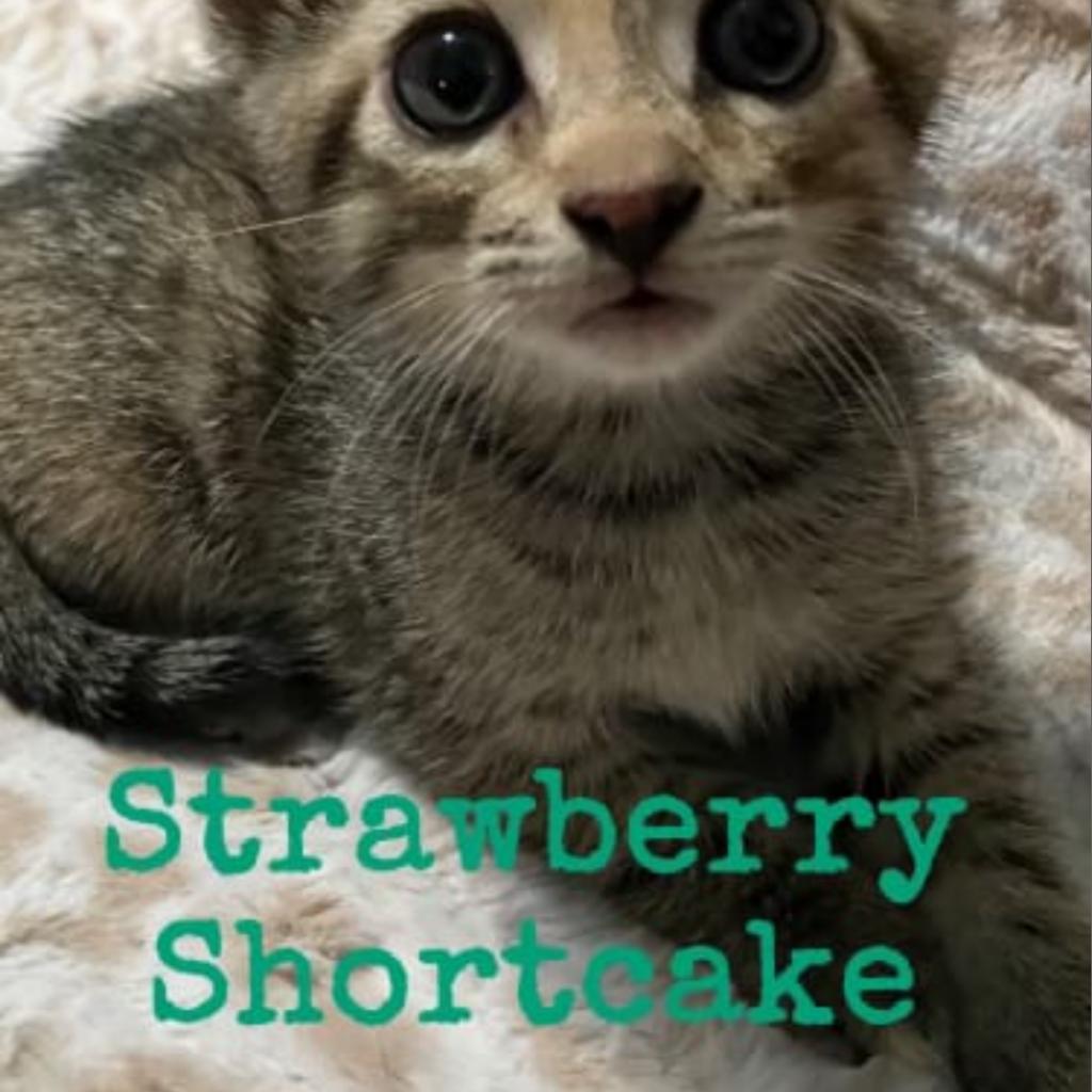 Enlarge Strawberry Short Cake, a Adoptable Domestic Short Hair in St. Peters, MO image 6/6