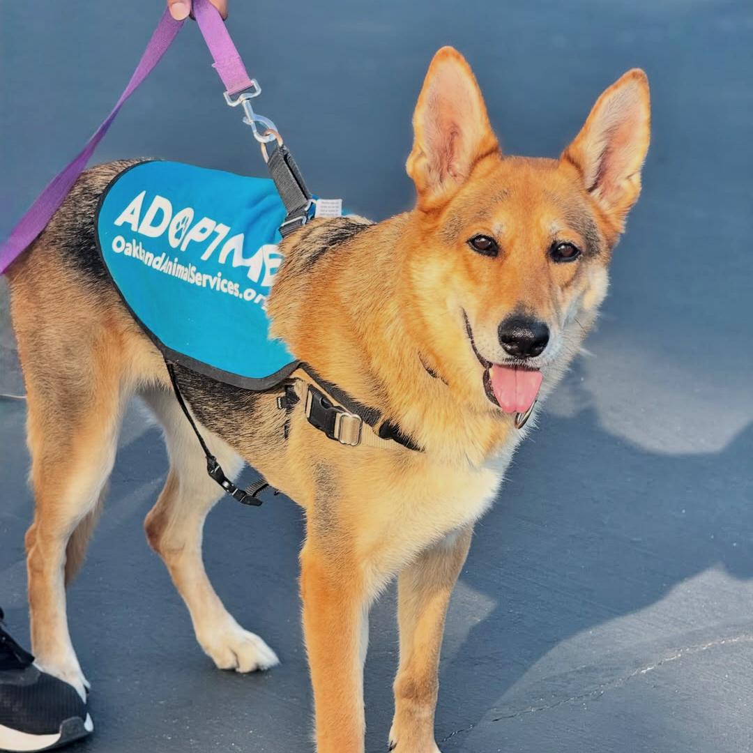 Gracie, a Adoptable German Shepherd Dog in Oakland, CA image 1/3
