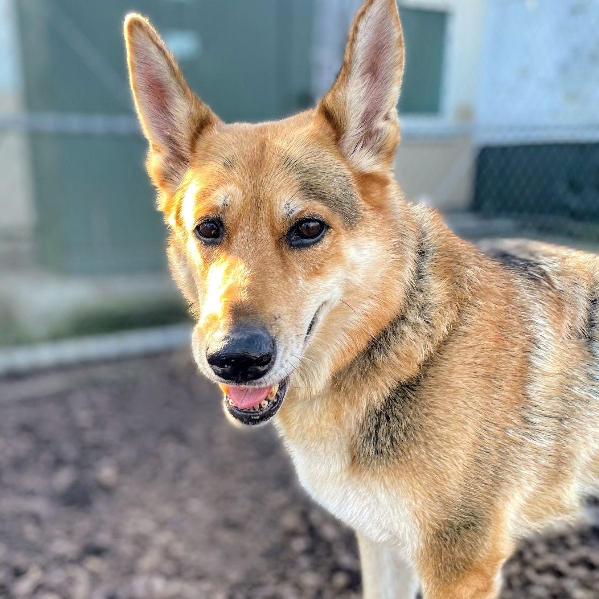 Gracie, a Adoptable German Shepherd Dog in Oakland, CA image 2/3