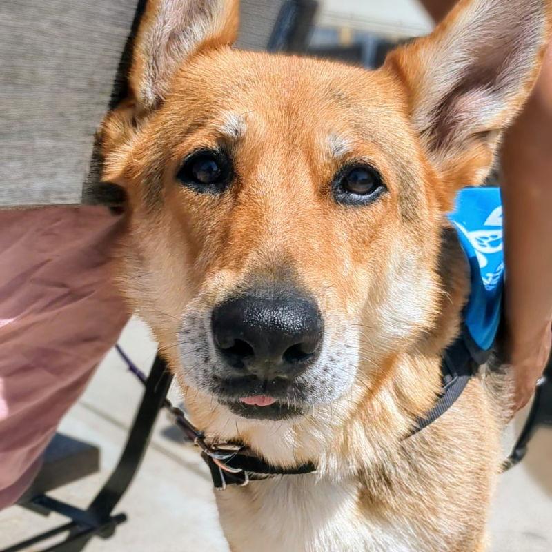 Gracie, a Adoptable German Shepherd Dog in Oakland, CA image 3/3