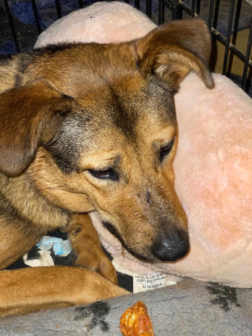 Buttercup , Adoptable, Young Female German Shepherd Dog.