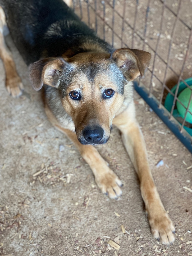 Enlarge Buttercup , a Adoptable mixed breed in HAMBURG, PA image 5/6