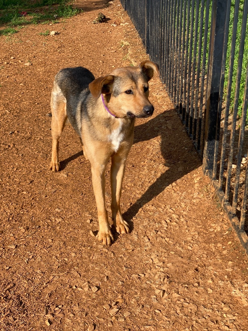 Enlarge Buttercup , a Adoptable mixed breed in HAMBURG, PA image 6/6