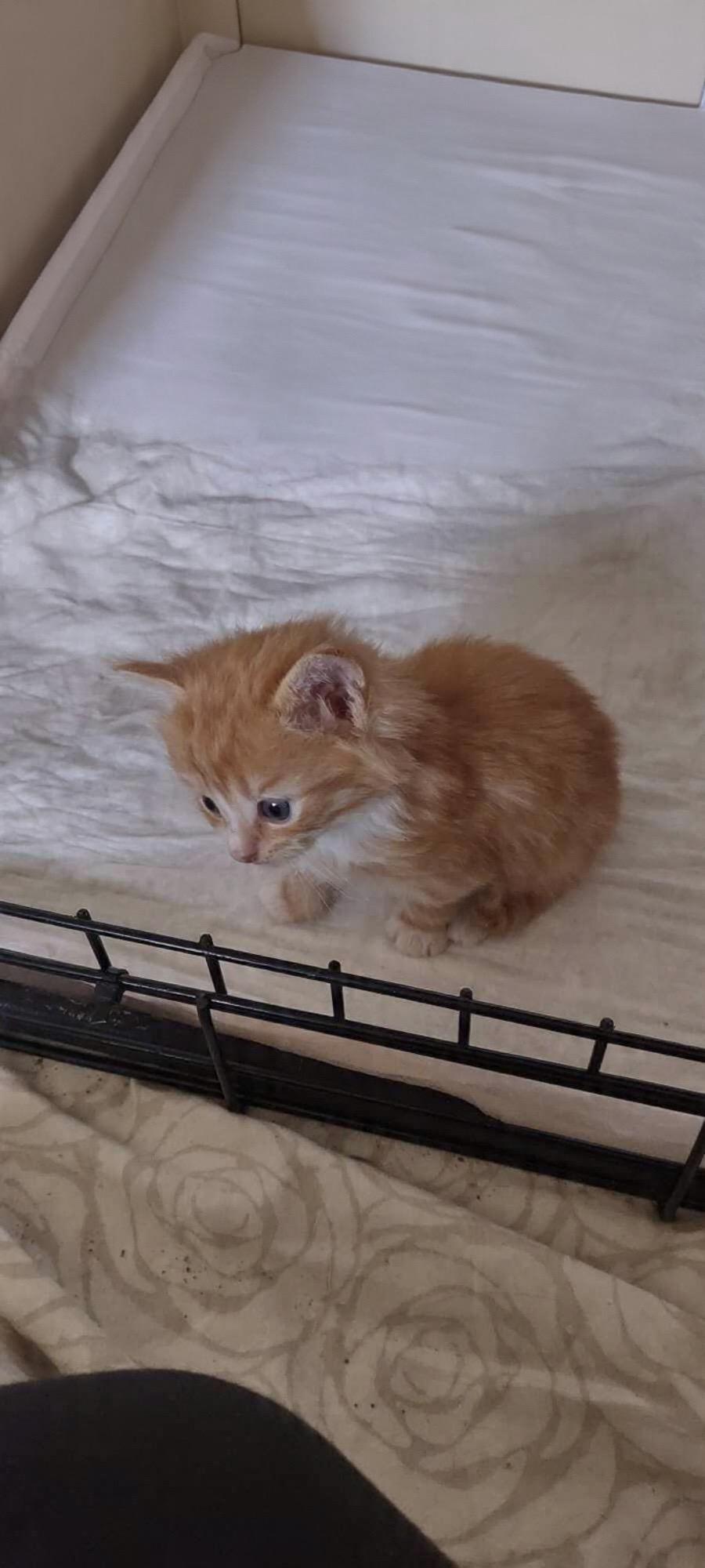 Merlyn, Adoptable, Kitten Male Domestic Short Hair.