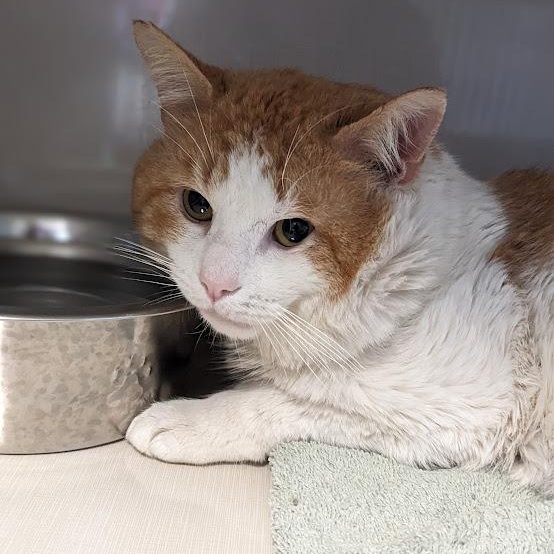 Enlarge Caramel Cream aka "C.C." (FIV), a Adoptable mixed breed in Shippenville, PA image 3/4