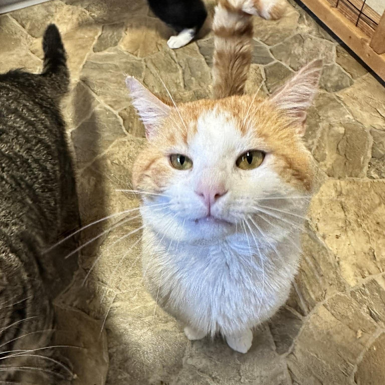 Enlarge Caramel Cream aka "C.C." (FIV), a Adoptable mixed breed in Shippenville, PA image 2/4