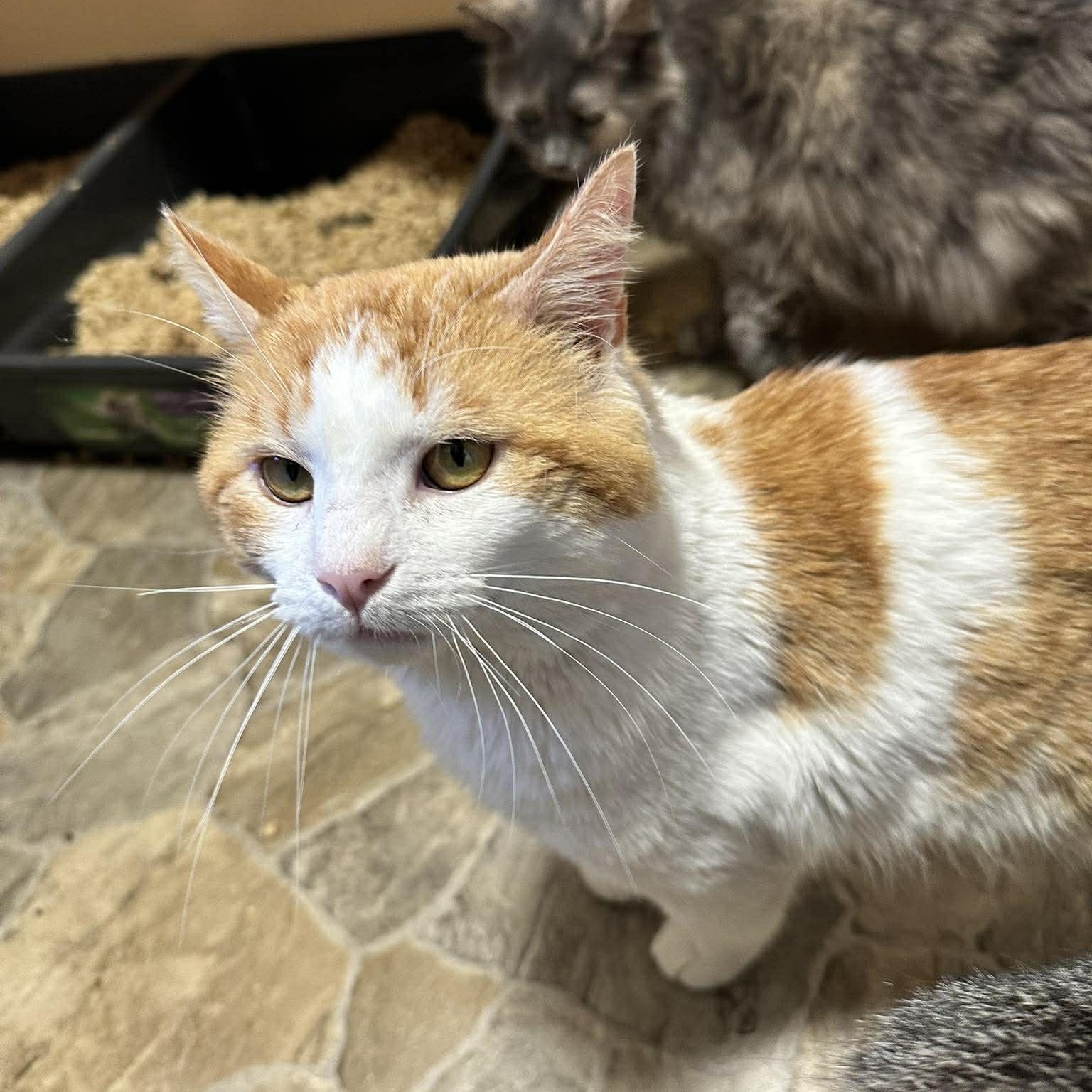 Enlarge Caramel Cream aka "C.C." (FIV), a Adoptable mixed breed in Shippenville, PA image 4/4
