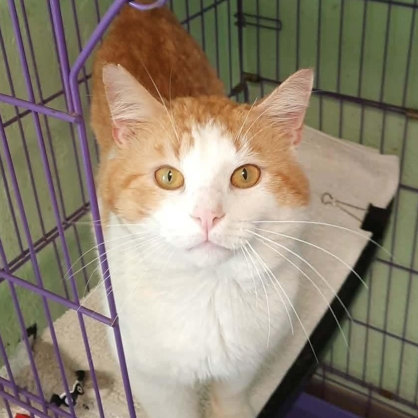 Caramel Cream aka "C.C." (FIV), Adoptable, Adult Male Tabby & Domestic Medium Hair.