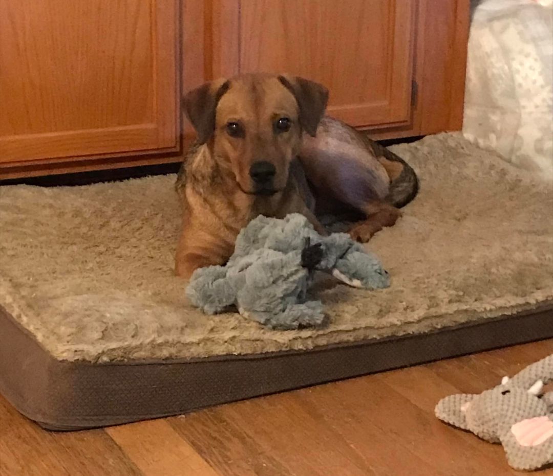 Oakley Comfy with Any Dogs, a Adoptable mixed breed in Olive Branch, MS image 1/6