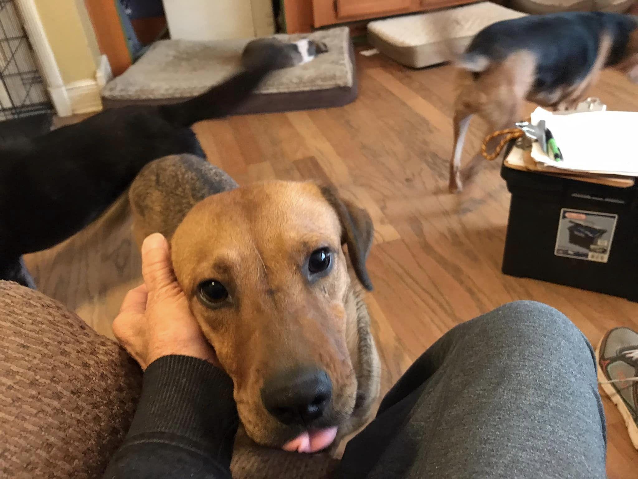 Oakley Comfy with Any Dogs, a Adoptable mixed breed in Olive Branch, MS image 6/6