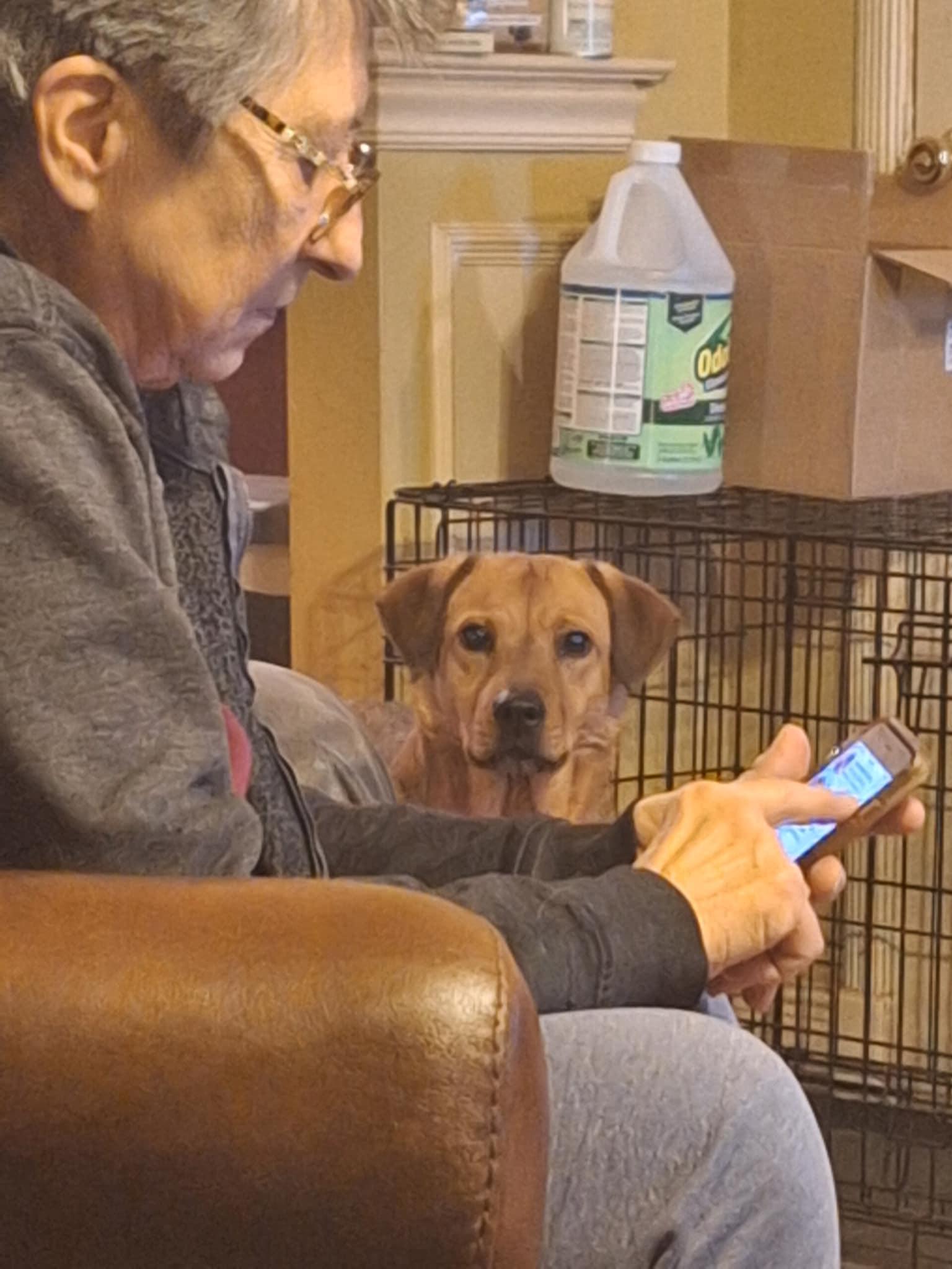 Oakley Comfy with Any Dogs, a Adoptable mixed breed in Olive Branch, MS image 3/6