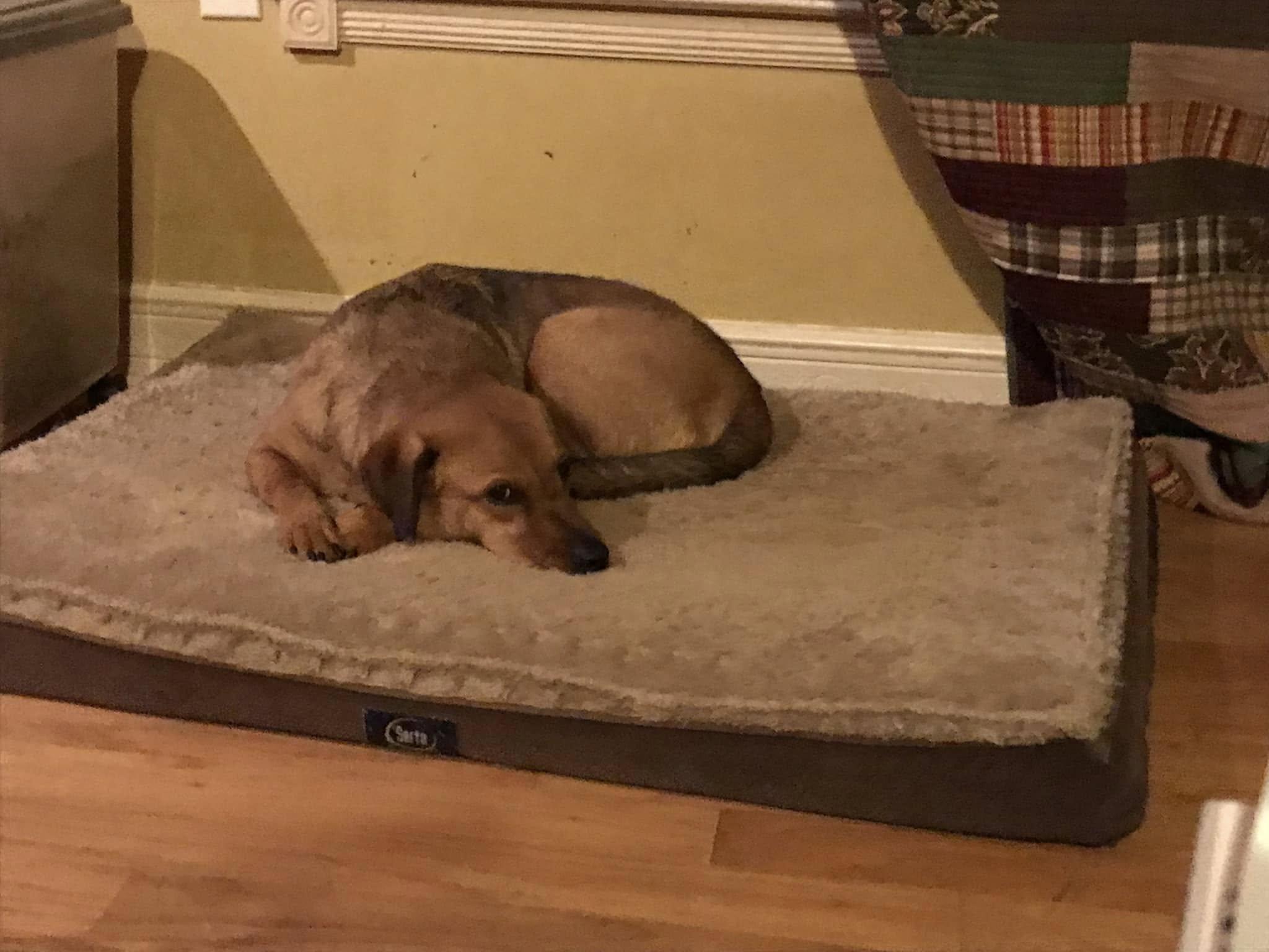 Oakley Comfy with Any Dogs, a Adoptable mixed breed in Olive Branch, MS image 5/6