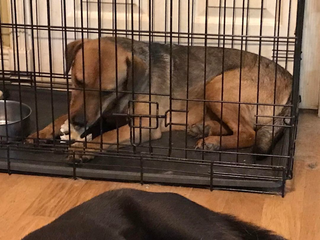 Oakley Comfy with Any Dogs, a Adoptable mixed breed in Olive Branch, MS image 4/6