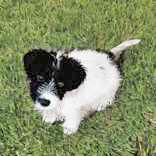 Nabisco, Baby Male Australian Shepherd