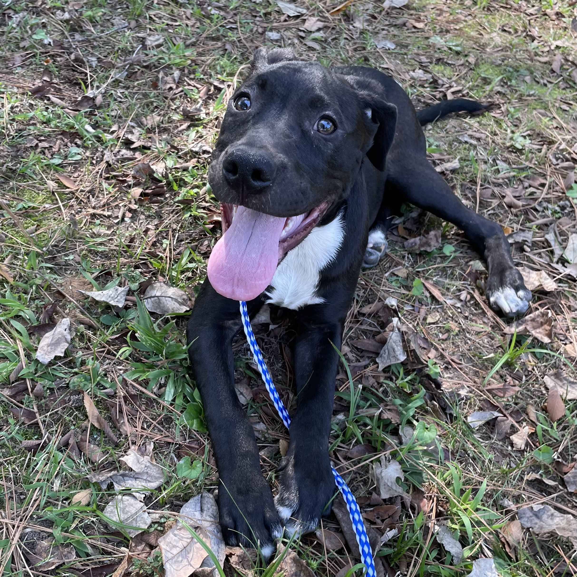 Dog for adoption Leo, a Pit Bull Terrier & Labrador Retriever Mix in