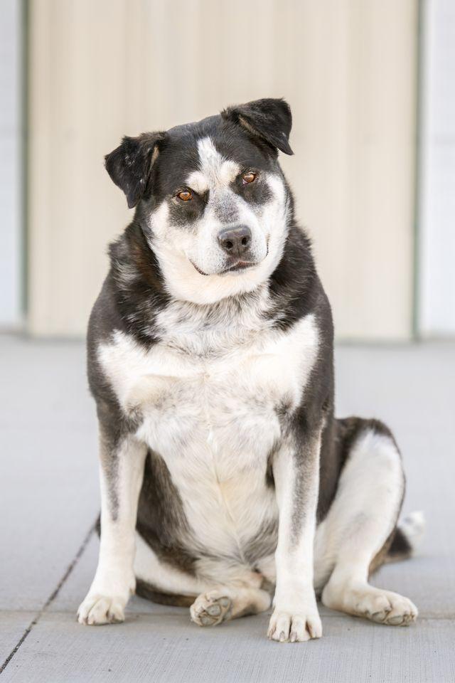 Enlarge Ina, a Adoptable mixed breed in Othello, WA image 2/6
