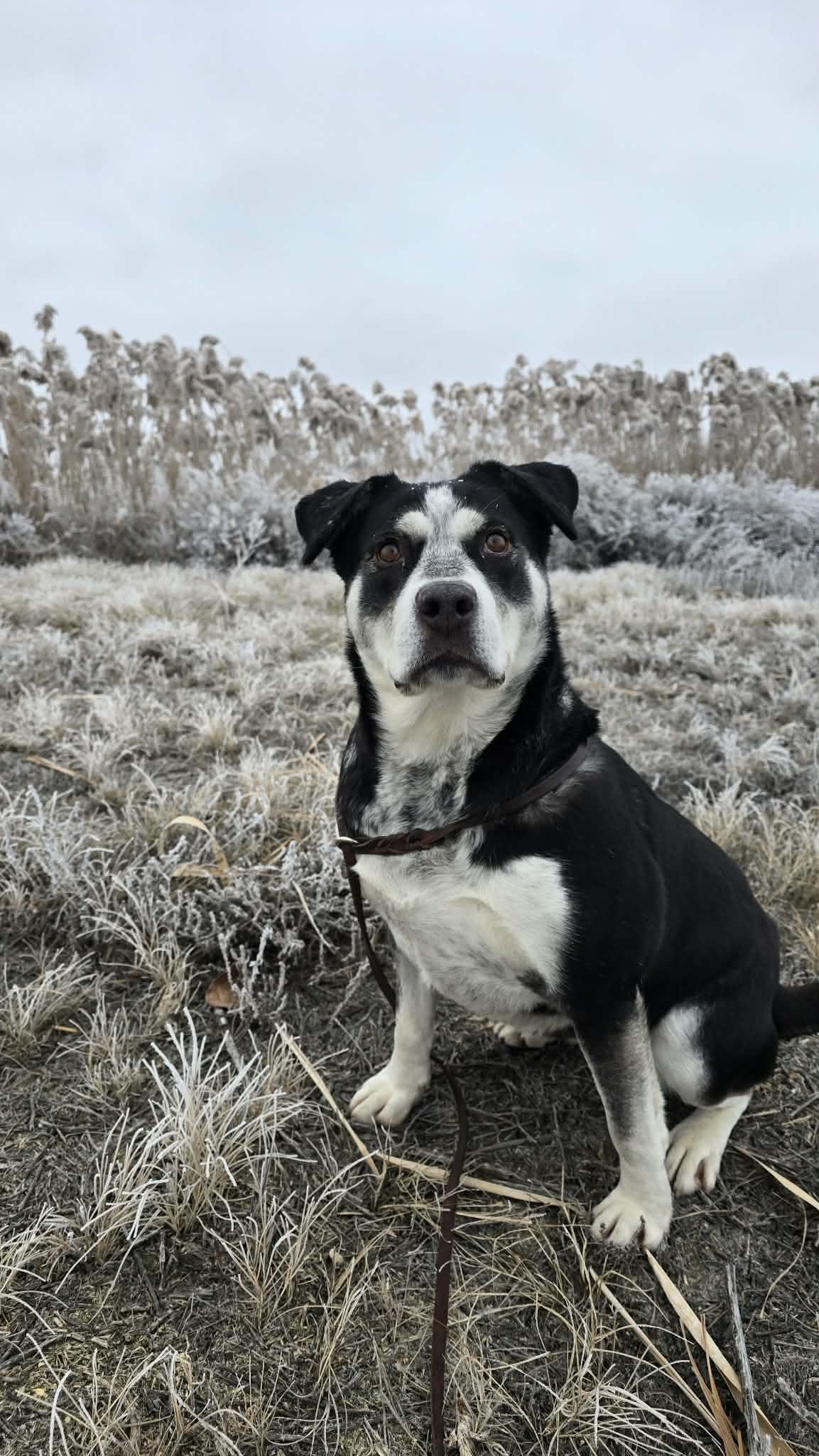 Enlarge Ina, a Adoptable mixed breed in Othello, WA image 5/5