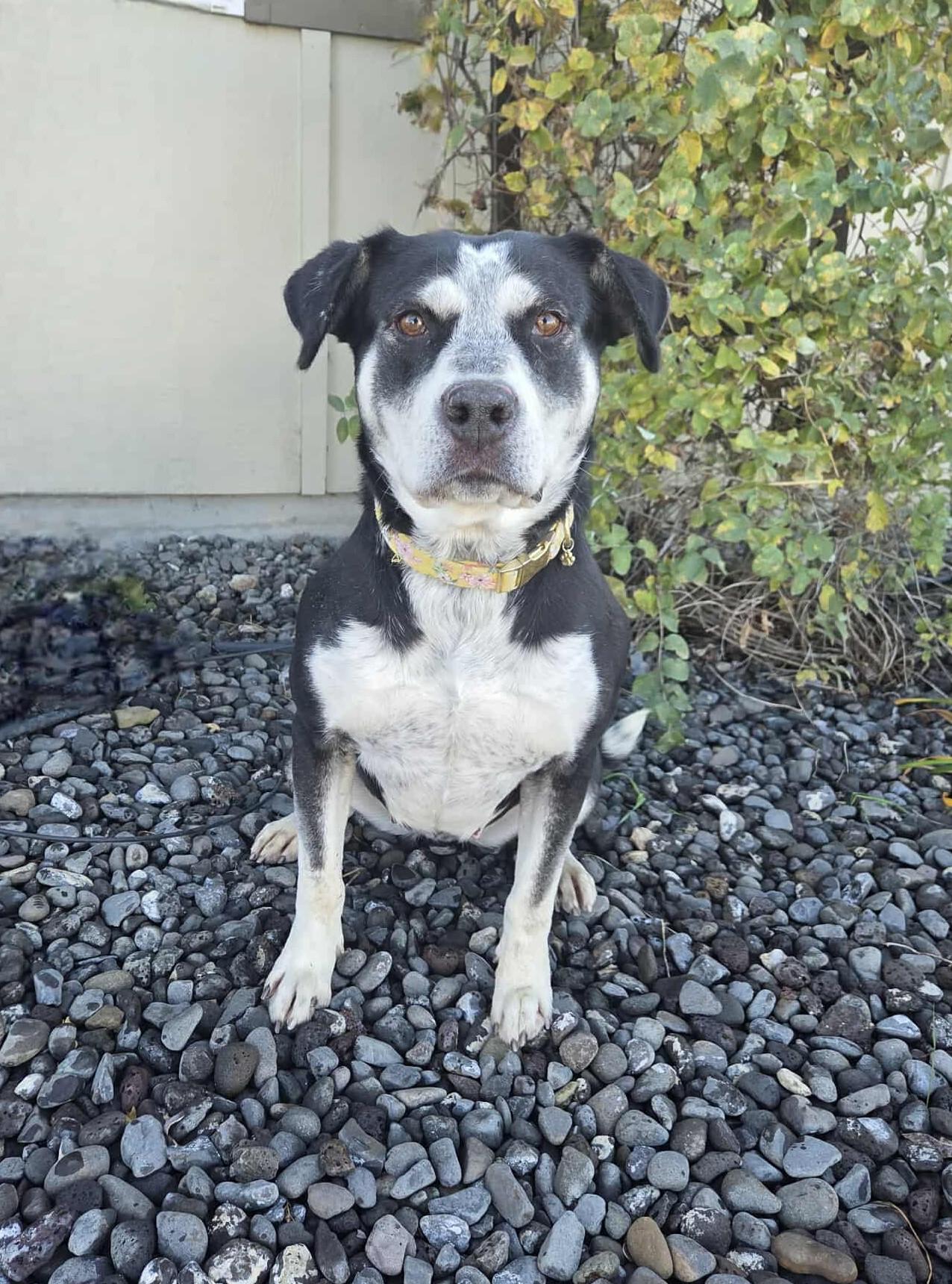 Enlarge Ina, a Adoptable mixed breed in Othello, WA image 3/5