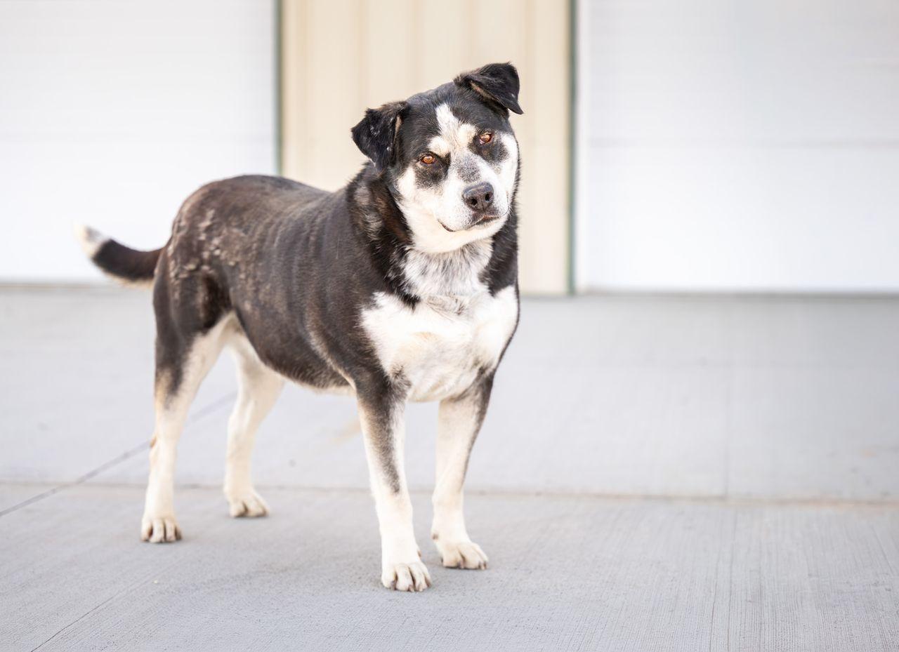 Ina, Adoptable, Adult Female Mixed Breed.