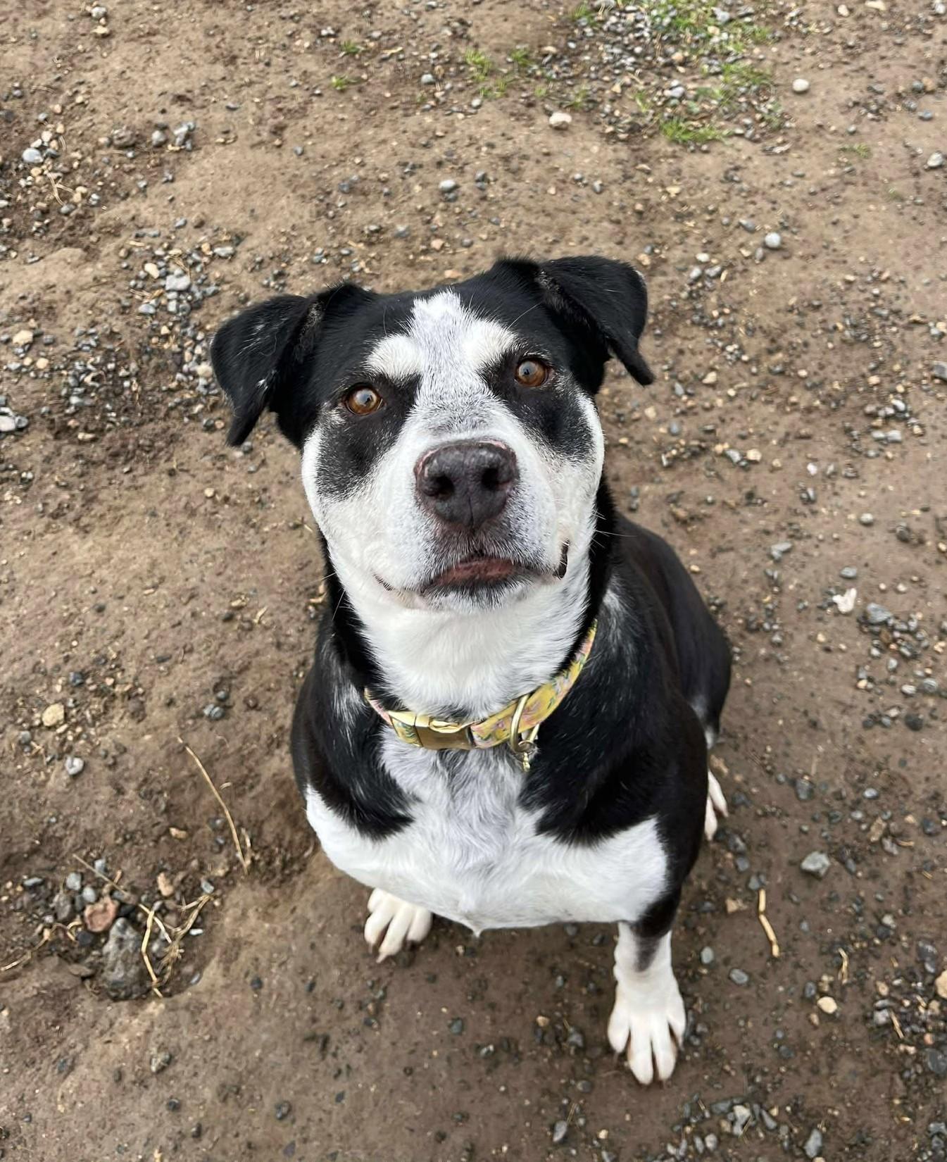 Enlarge Ina, a Adoptable mixed breed in Othello, WA image 5/5