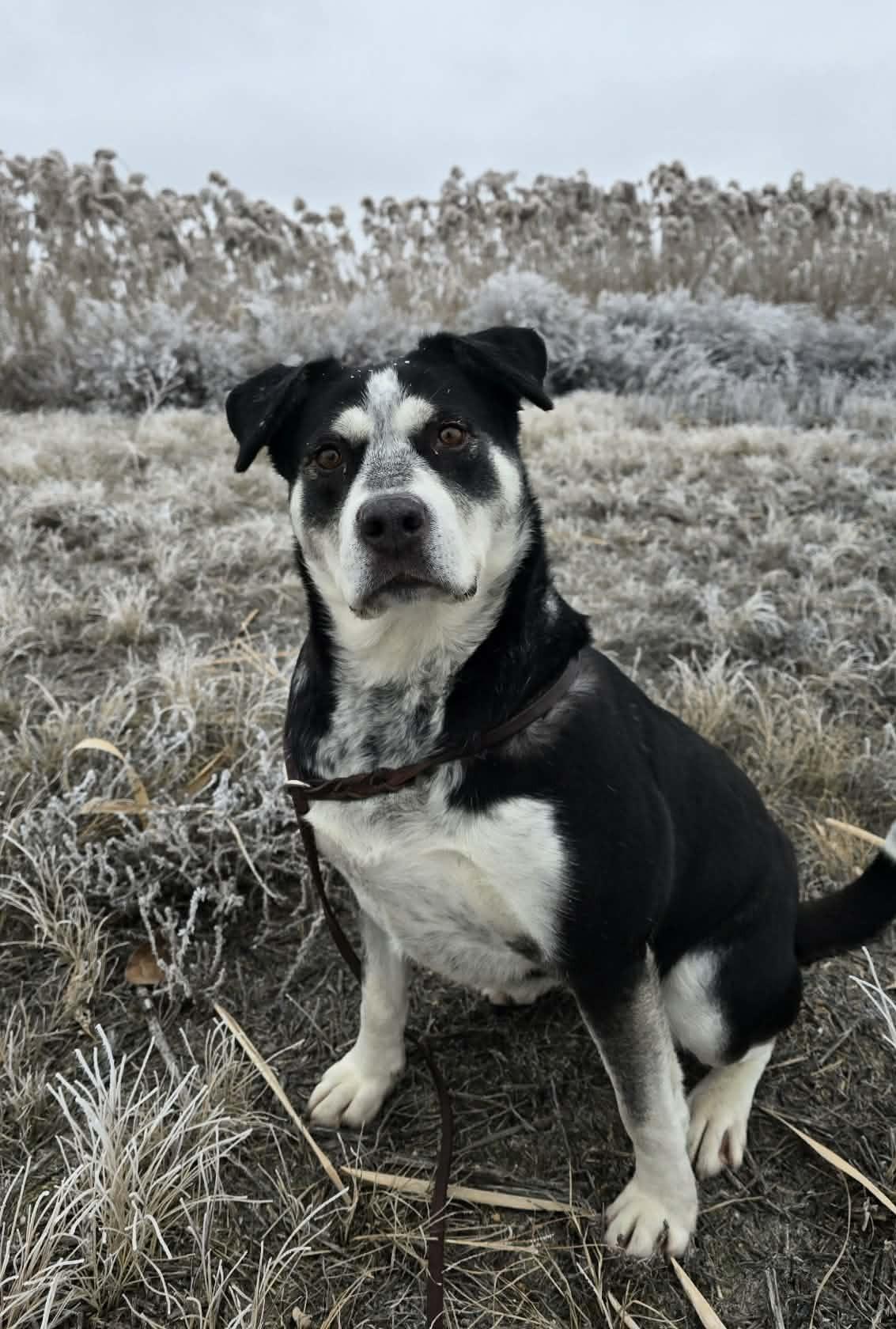 Enlarge Ina, a Adoptable mixed breed in Othello, WA image 1/5