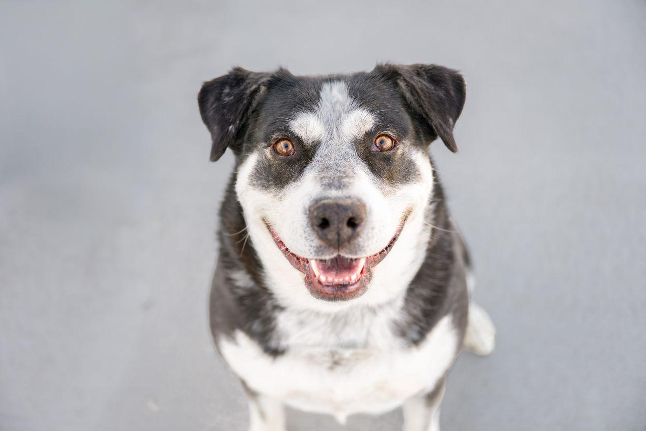 Enlarge Ina, a Adoptable mixed breed in Othello, WA image 3/6