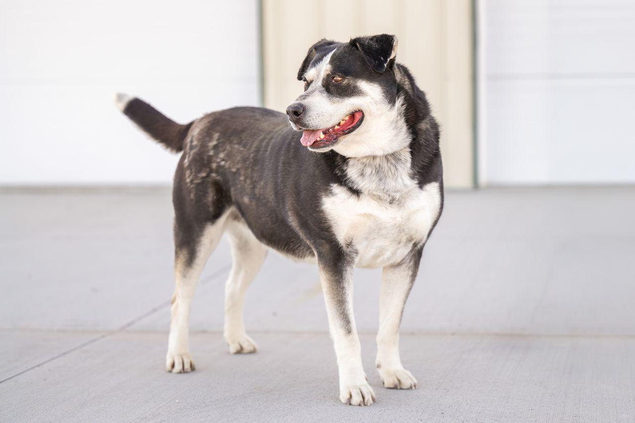Enlarge Ina, a Adoptable mixed breed in Othello, WA image 4/6