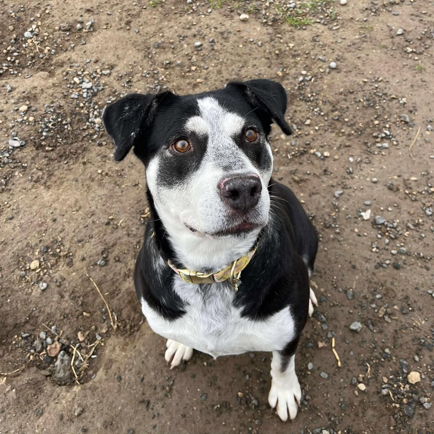 Enlarge Ina, a Adoptable mixed breed in Othello, WA image 1/5