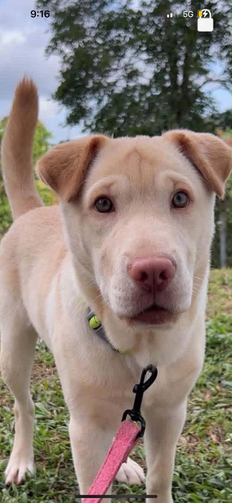Enlarge DUMPLING (out of town), a Adoptable mixed breed in New York, NY image 2/6