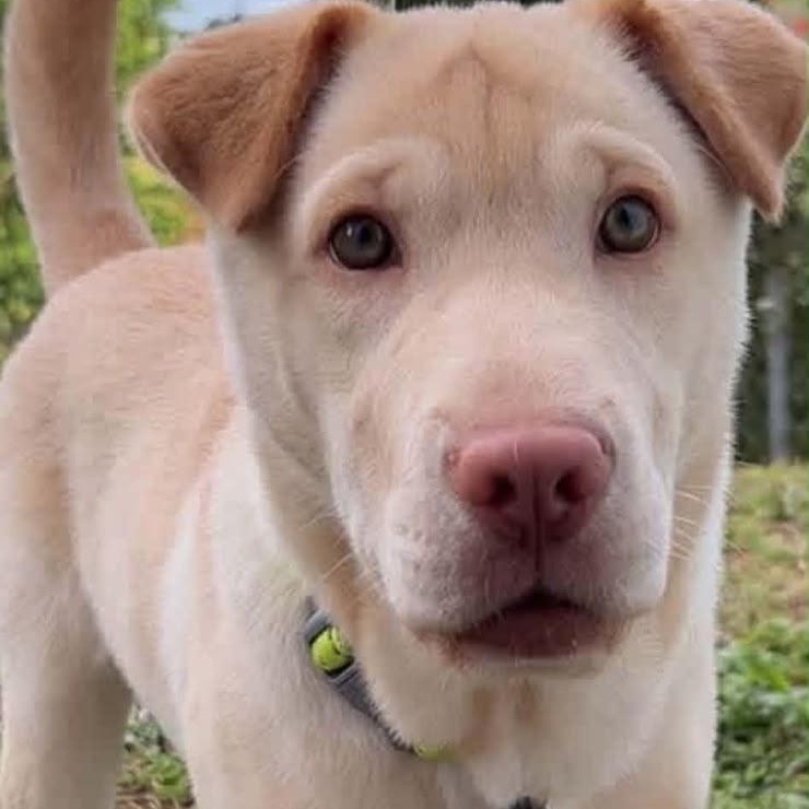 DUMPLING (out of town), Adoptable, Puppy Male Shar-Pei & Labrador Retriever.