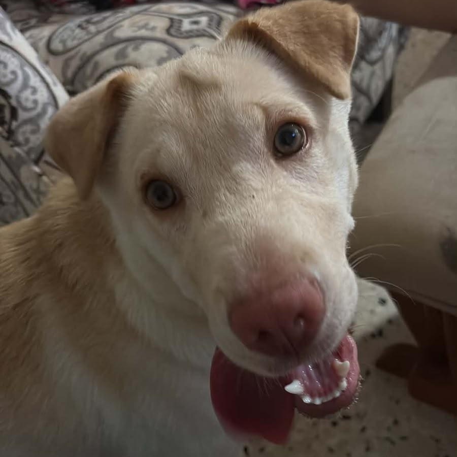 Enlarge DUMPLING (out of town), a Adoptable mixed breed in New York, NY image 3/6