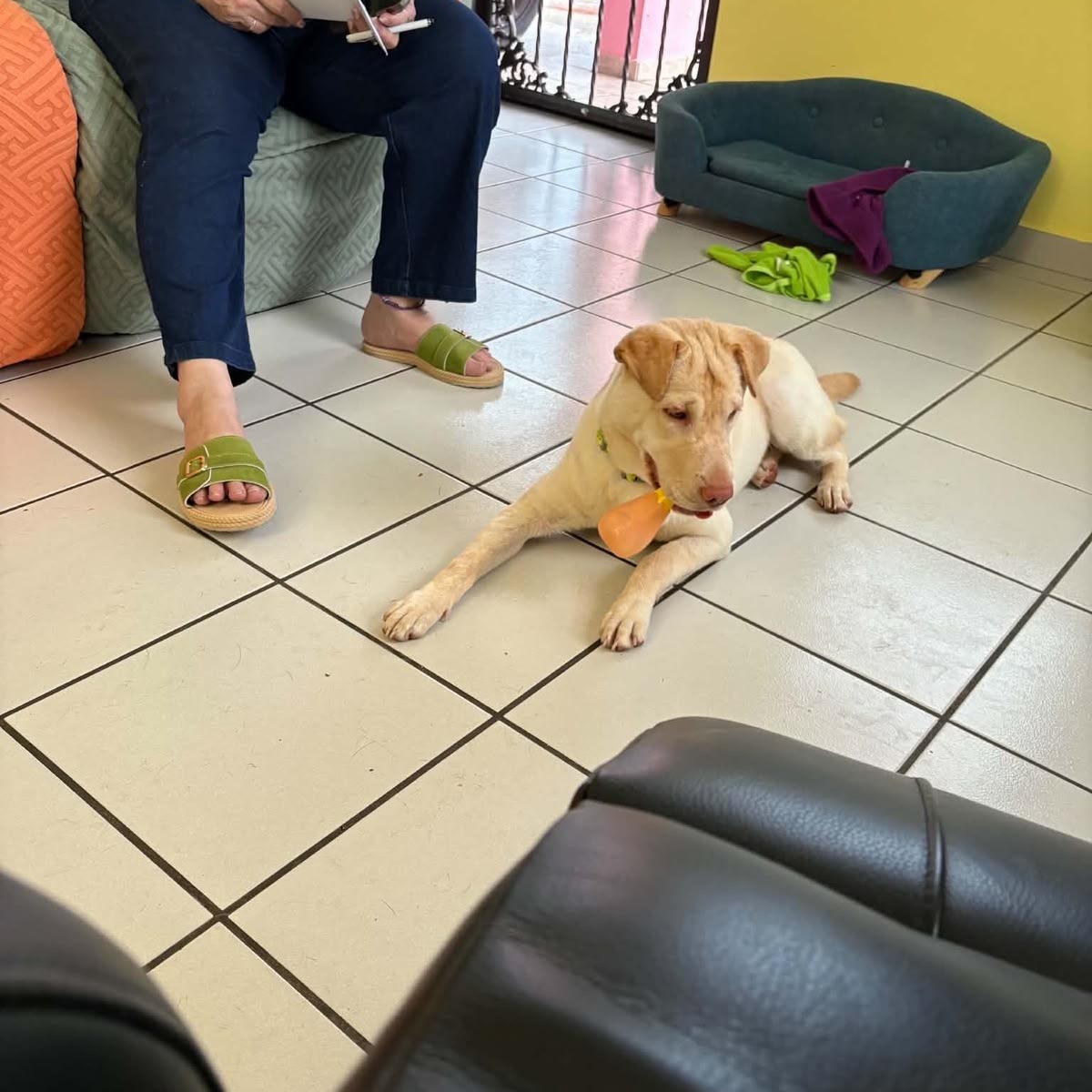 Enlarge DUMPLING (out of town), a Adoptable mixed breed in New York, NY image 5/6