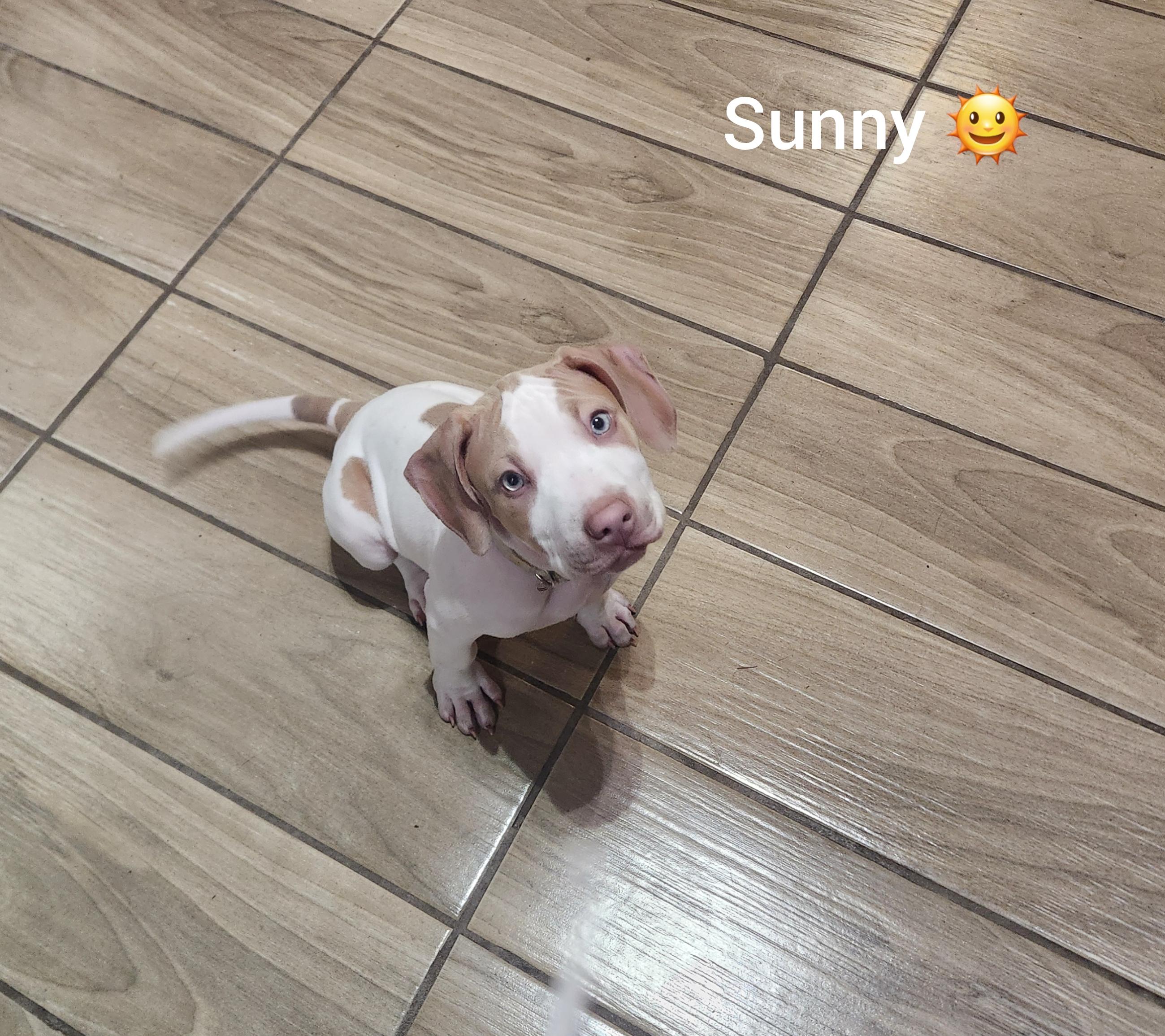 Enlarge Sunny  ( Orlando,  Fl), a Adoptable mixed breed in Orlando, FL image 2/3