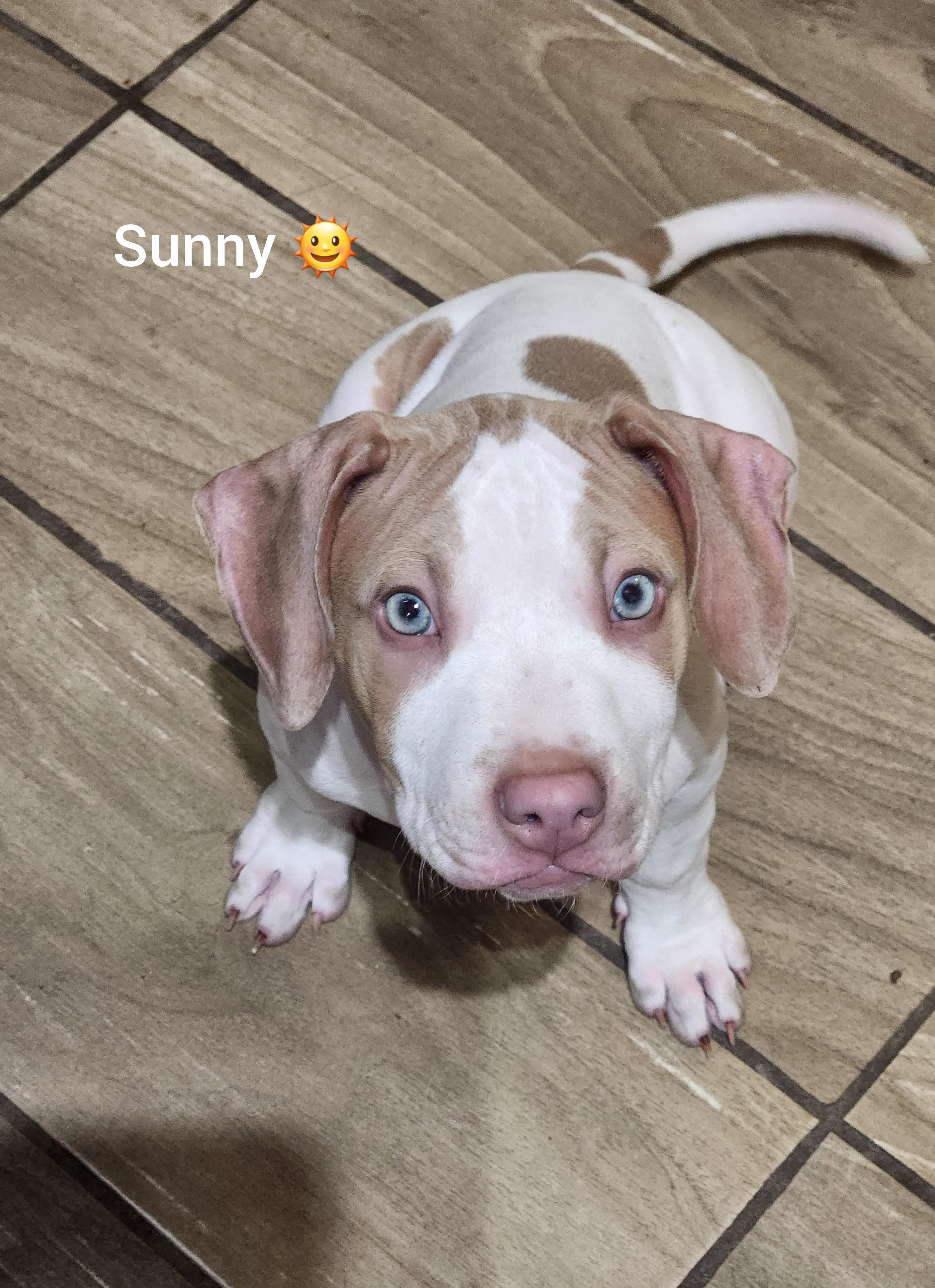Enlarge Sunny  ( Orlando,  Fl), a Adoptable mixed breed in Orlando, FL image 3/3