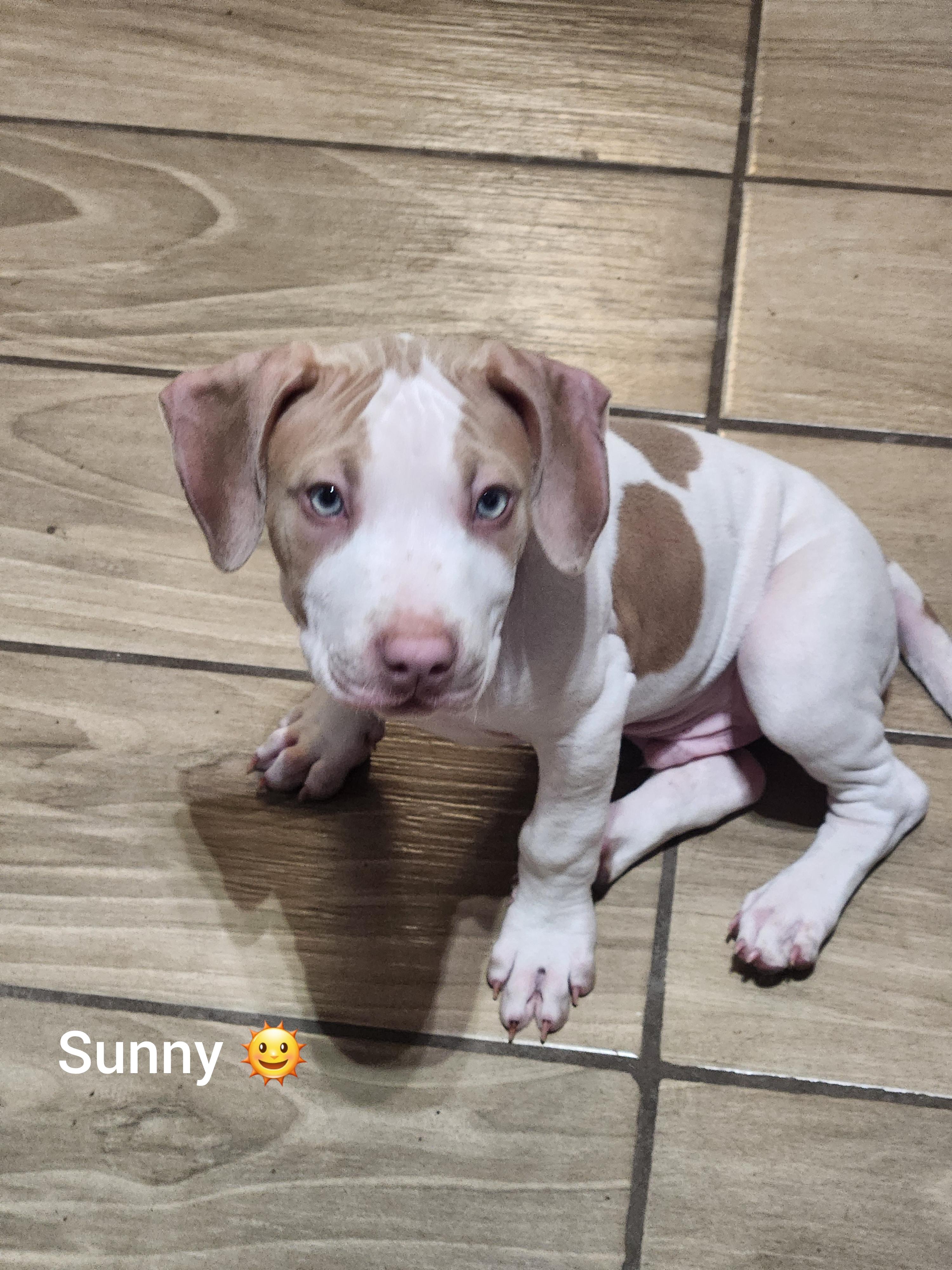 Sunny ( Orlando, Fl), Adoptable, Puppy Male Pointer.
