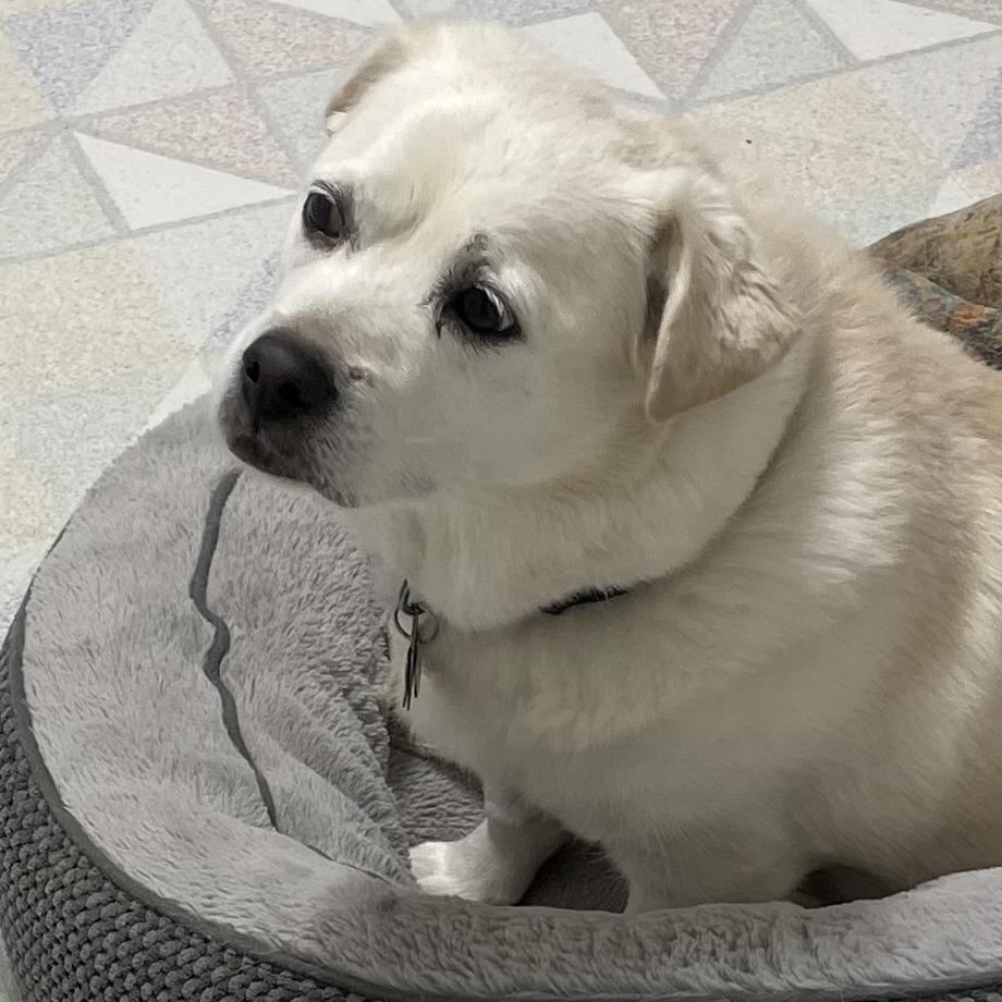 Millie, a Adoptable Mixed Breed in Corvallis, OR image 2/4