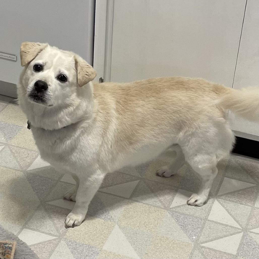 Millie, a Adoptable Mixed Breed in Corvallis, OR image 3/4