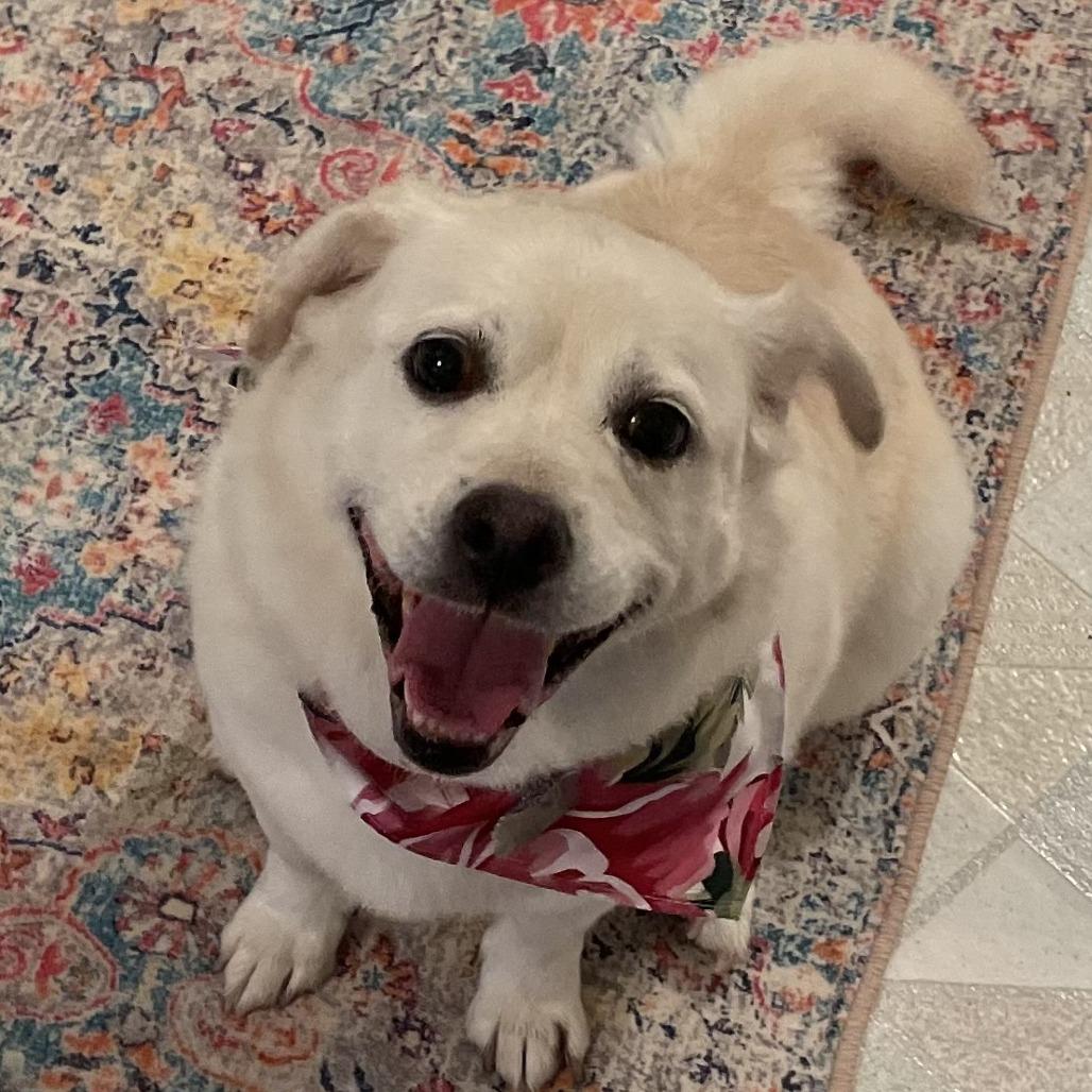 Millie, a Adoptable Mixed Breed in Corvallis, OR image 4/4