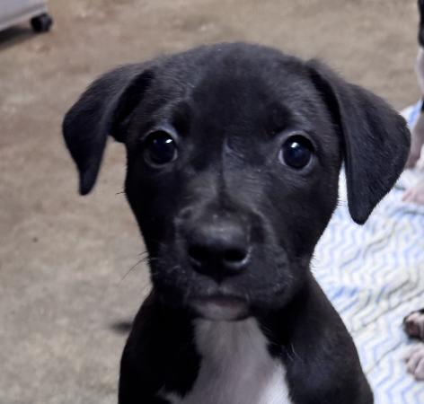 Emory Elegant - southern adoption 5/6, adopted, Puppy Female Staffordshire Bull Terrier & Hound.