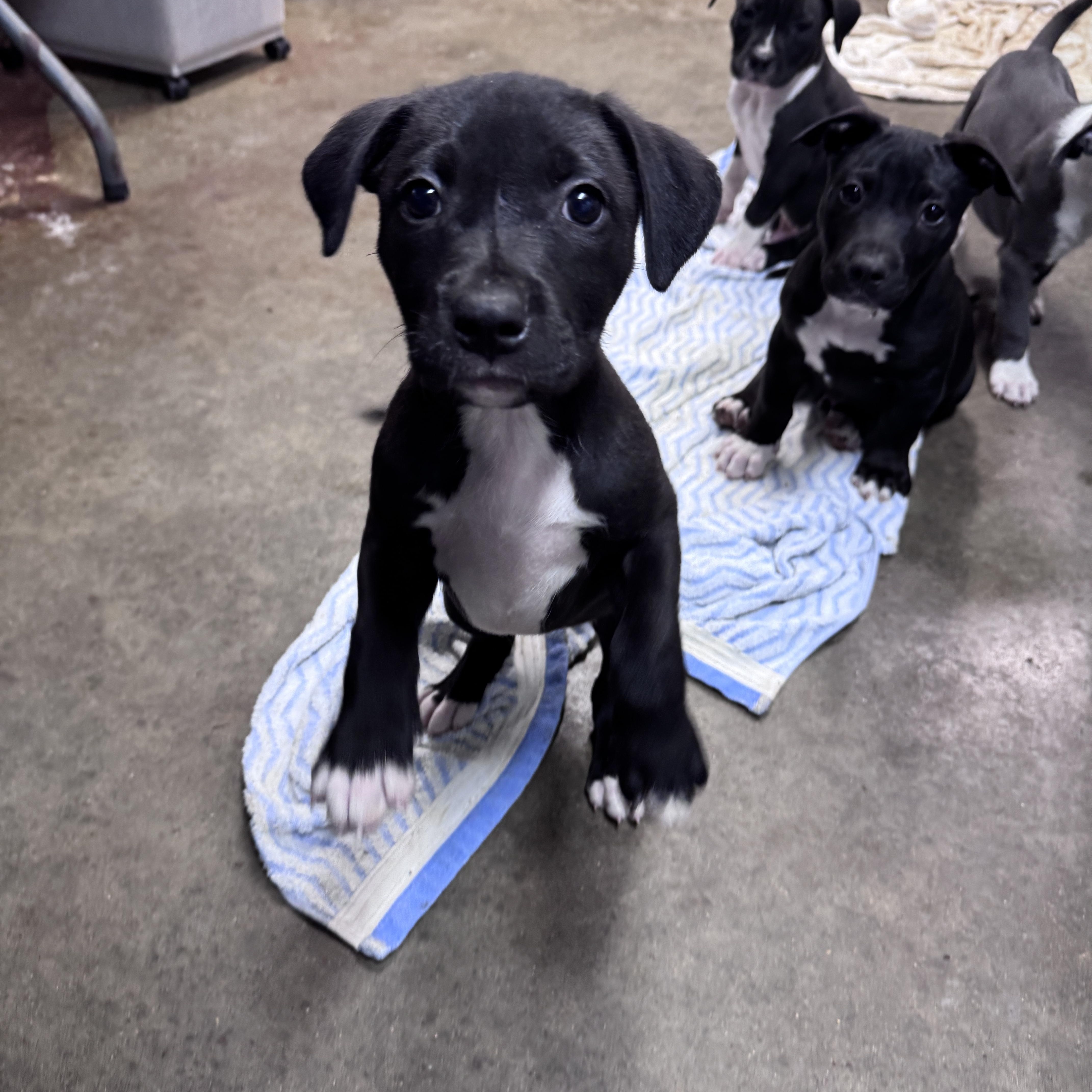 Enlarge Emory Elegant - southern adoption 5/6, an adopted mixed breed in Woburn, MA image 3/4