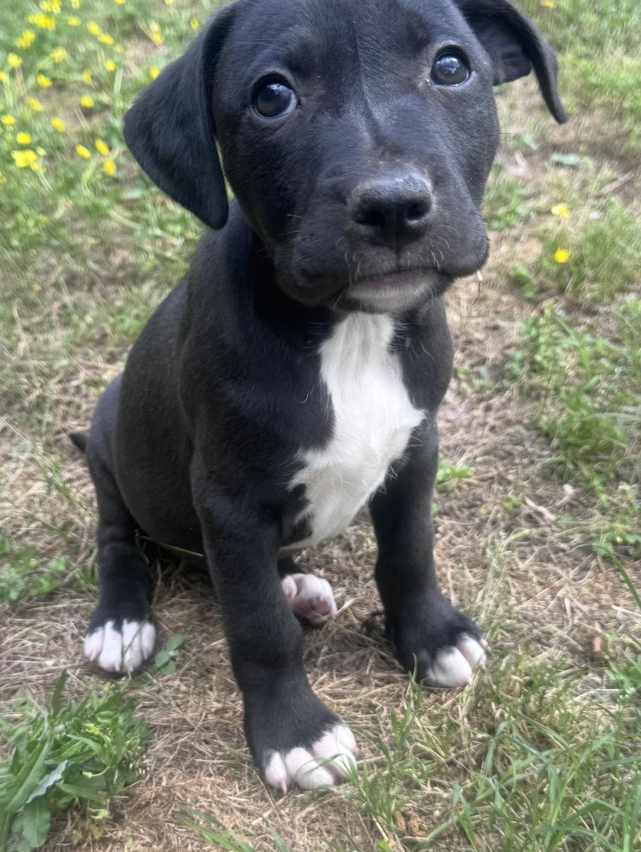 Enlarge Emory Elegant - southern adoption 5/6, an adopted mixed breed in Woburn, MA image 4/4