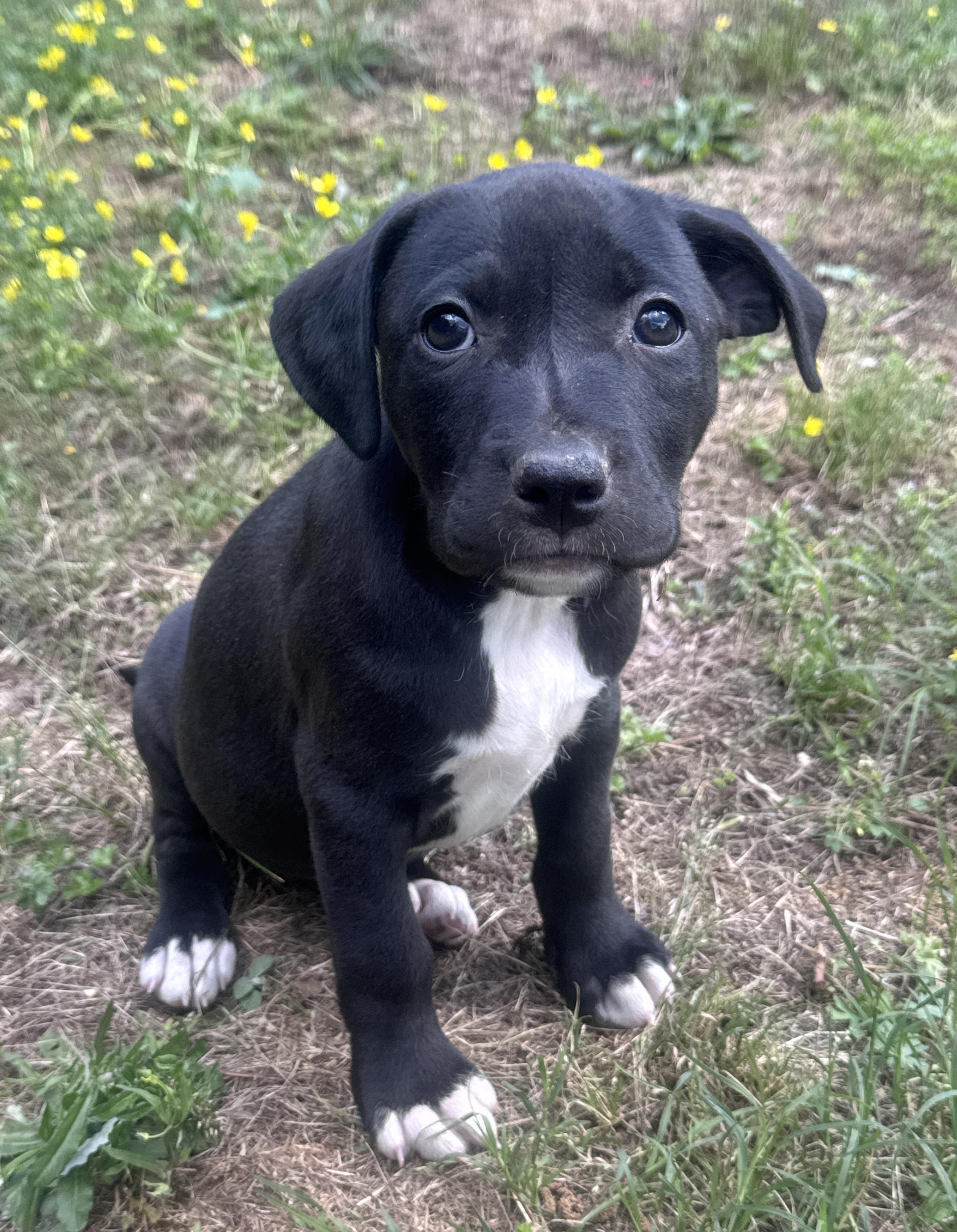 Enlarge Emory Elegant - southern adoption 5/6, an adopted mixed breed in Woburn, MA image 2/4