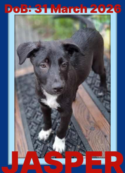 JASPER, Adoptable, Puppy Male Border Collie & German Shepherd Dog.