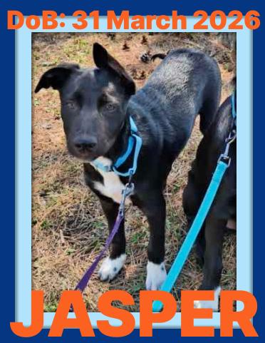 Enlarge JASPER, a Adoptable mixed breed in Sebec, ME image 1/3