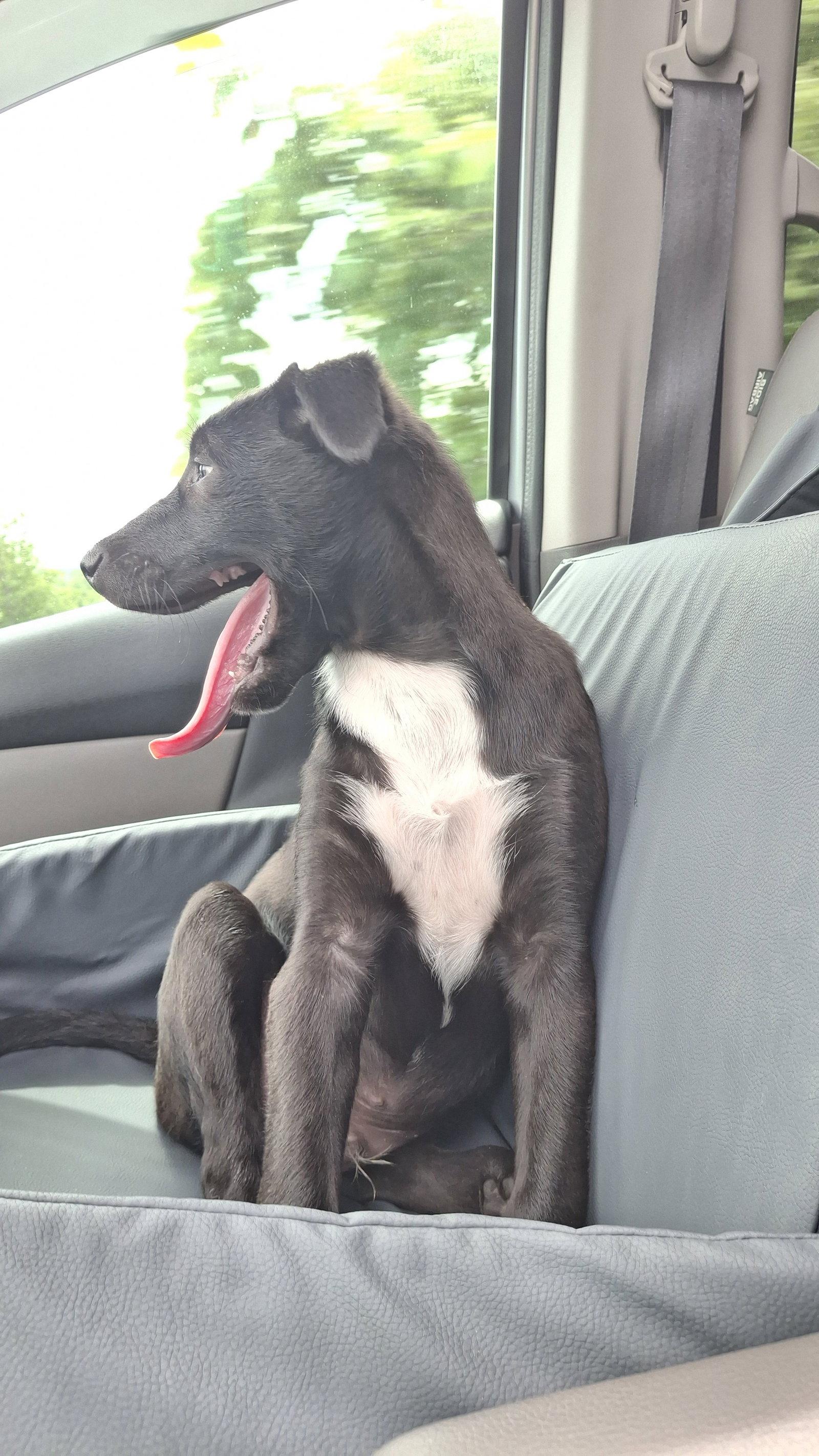 Enlarge JASPER, a Adoptable mixed breed in Sebec, ME image 2/3