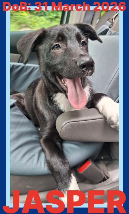 Enlarge JASPER, a Adoptable mixed breed in Sebec, ME image 3/3