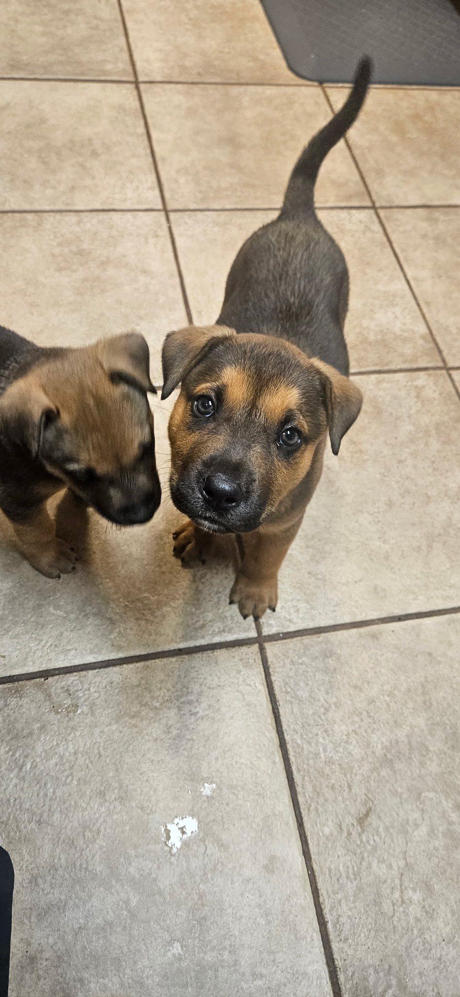 Spike, Adopted, Puppy Male Rottweiler & Labrador Retriever.