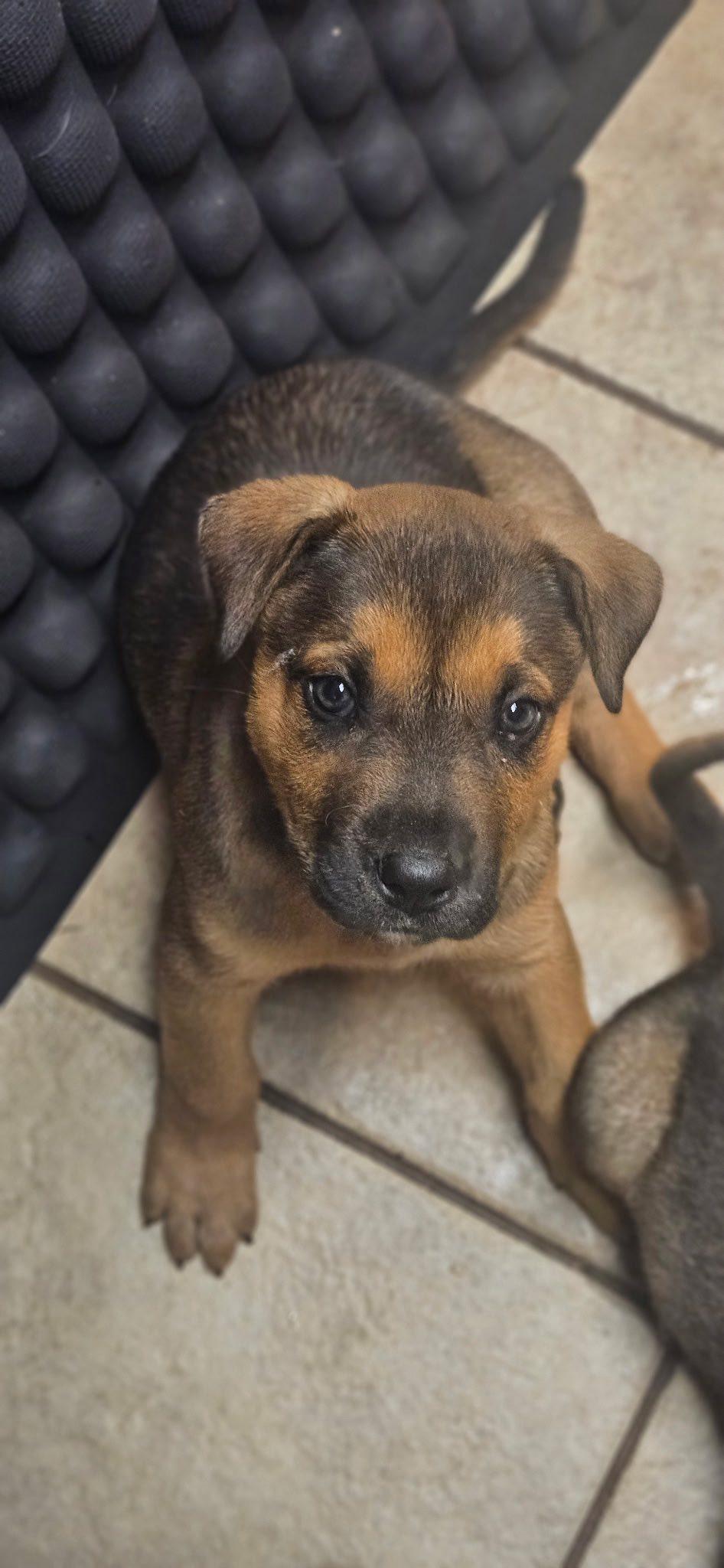 Enlarge Spike, a Adopted mixed breed in Dunnville, ON image 2/2