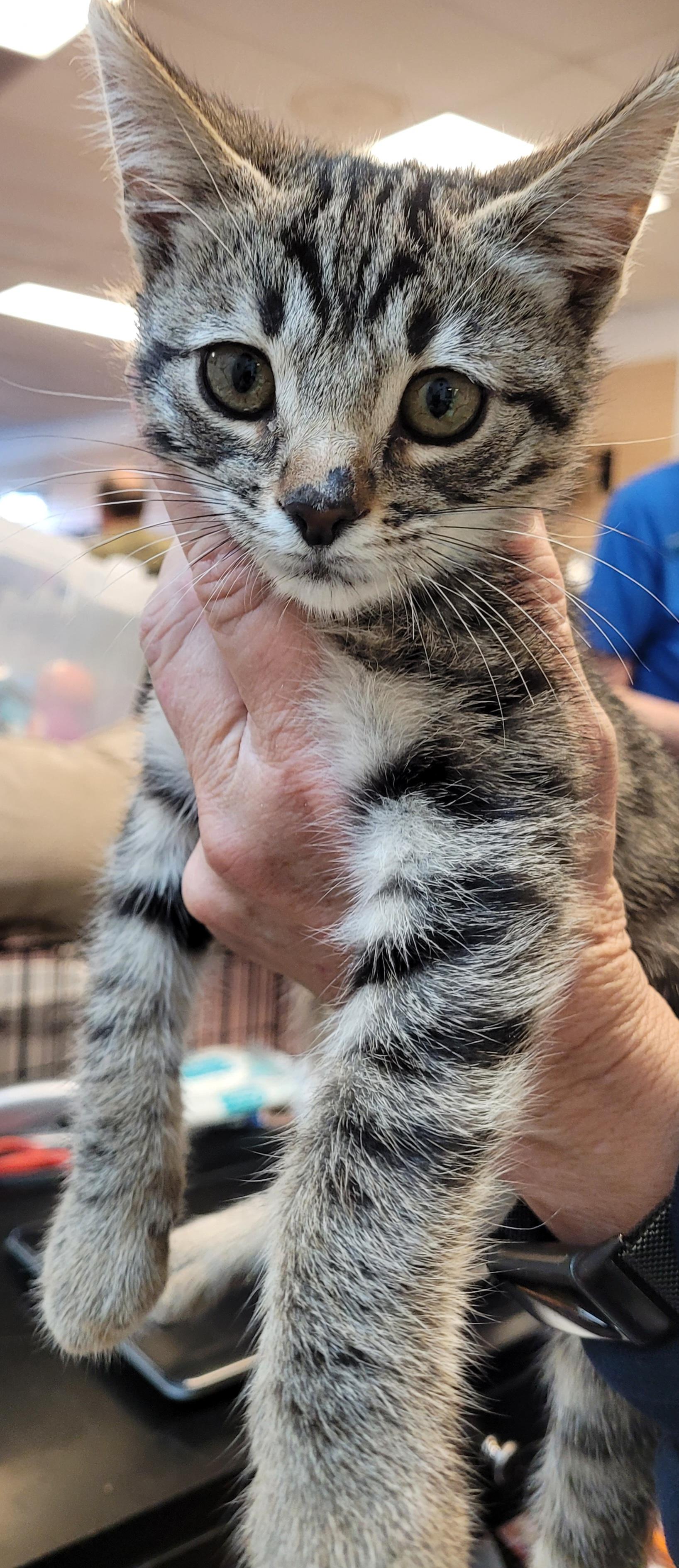 Enlarge Kirk, a Adopted Domestic Short Hair in Lawrenceville, GA image 1/3