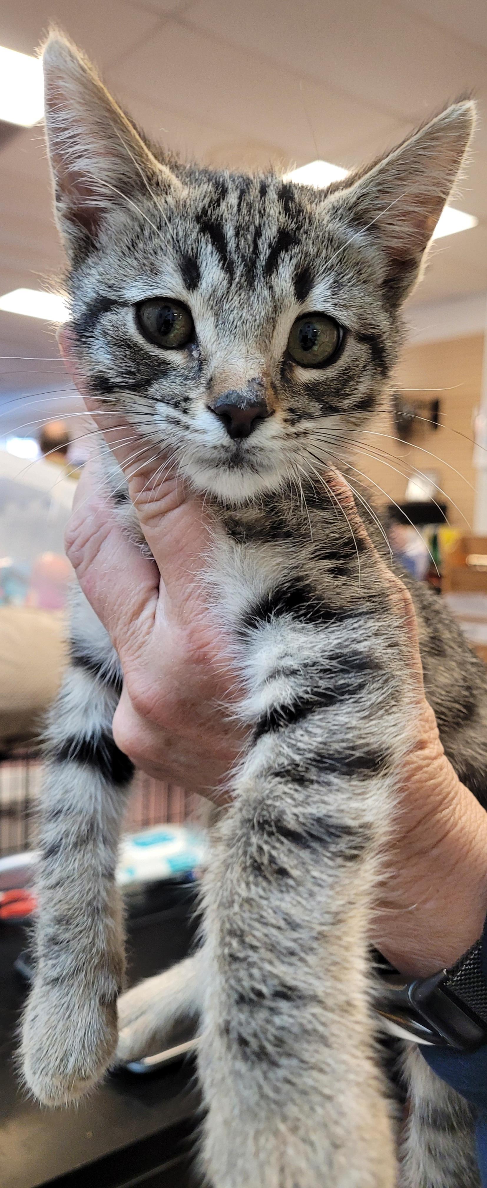 Enlarge Kirk, a Adopted Domestic Short Hair in Lawrenceville, GA image 2/3